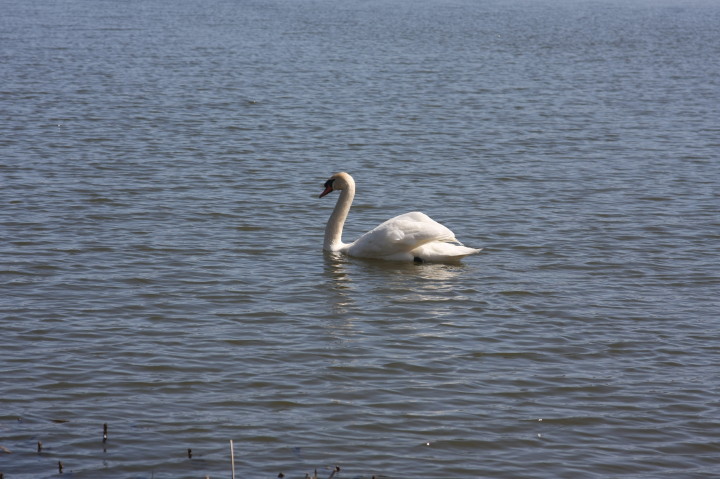 Swans on Irondequoit Bay | Fri, 13 Apr 2012 11:28:40 AM Swans on Irondequoit Bay | Fri, 13 Apr 2012 11:28:40 AM