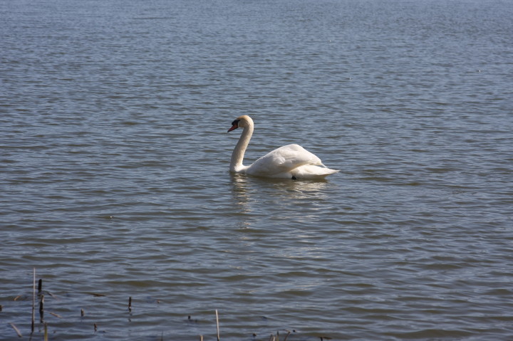 Swans on Irondequoit Bay | Fri, 13 Apr 2012 11:28:41 AM Swans on Irondequoit Bay | Fri, 13 Apr 2012 11:28:41 AM