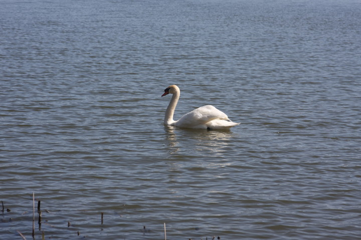 Swans on Irondequoit Bay | Fri, 13 Apr 2012 11:28:42 AM Swans on Irondequoit Bay | Fri, 13 Apr 2012 11:28:42 AM