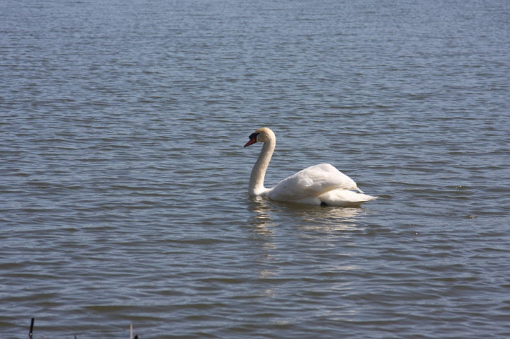 Swans on Irondequoit Bay | Fri, 13 Apr 2012 11:28:44 AM Swans on Irondequoit Bay | Fri, 13 Apr 2012 11:28:44 AM