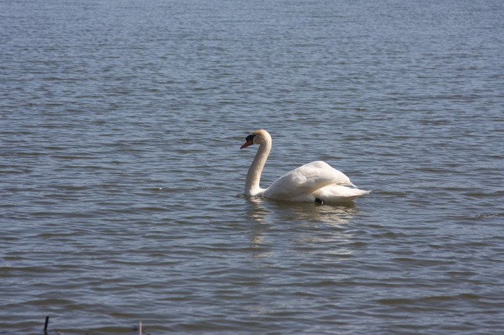 Swans on Irondequoit Bay | Fri, 13 Apr 2012 11:28:44 AM Swans on Irondequoit Bay | Fri, 13 Apr 2012 11:28:44 AM