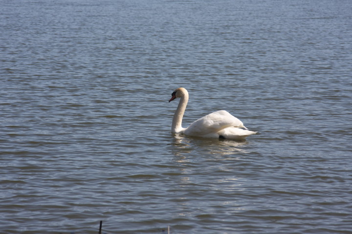 Swans on Irondequoit Bay | Fri, 13 Apr 2012 11:28:47 AM Swans on Irondequoit Bay | Fri, 13 Apr 2012 11:28:47 AM