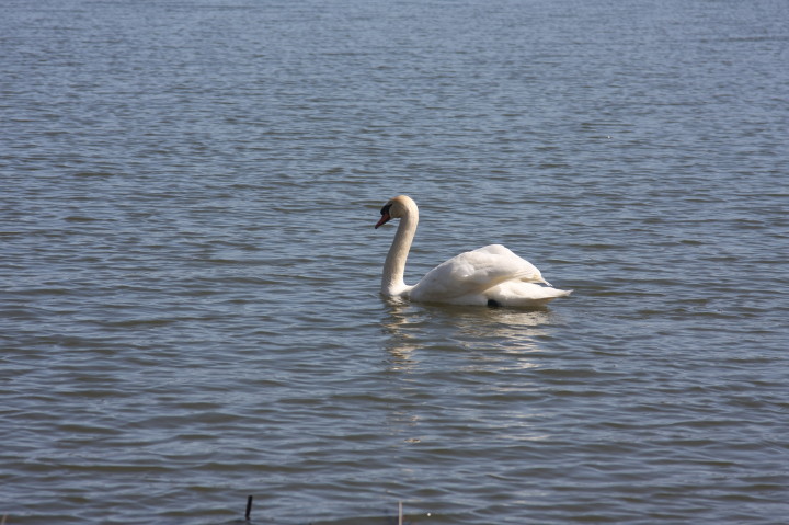 Swans on Irondequoit Bay | Fri, 13 Apr 2012 11:28:47 AM Swans on Irondequoit Bay | Fri, 13 Apr 2012 11:28:47 AM