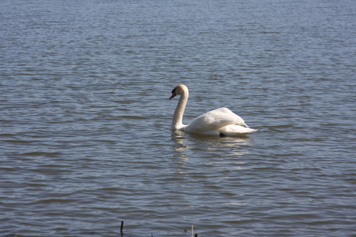 Swans on Irondequoit Bay | Fri, 13 Apr 2012 11:28:47 AM Swans on Irondequoit Bay | Fri, 13 Apr 2012 11:28:47 AM