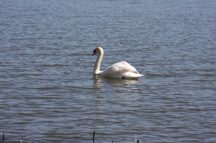 Swans on Irondequoit Bay | Fri, 13 Apr 2012 11:28:49 AM Swans on Irondequoit Bay | Fri, 13 Apr 2012 11:28:49 AM