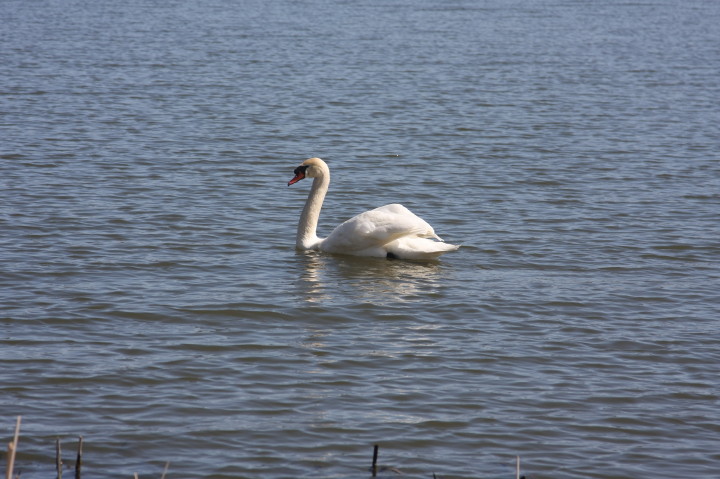 Swans on Irondequoit Bay | Fri, 13 Apr 2012 11:28:50 AM Swans on Irondequoit Bay | Fri, 13 Apr 2012 11:28:50 AM