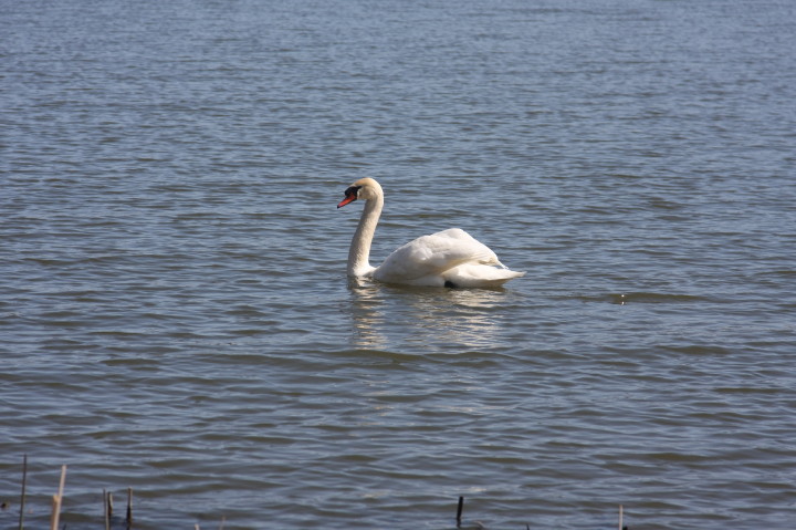Swans on Irondequoit Bay | Fri, 13 Apr 2012 11:28:50 AM Swans on Irondequoit Bay | Fri, 13 Apr 2012 11:28:50 AM
