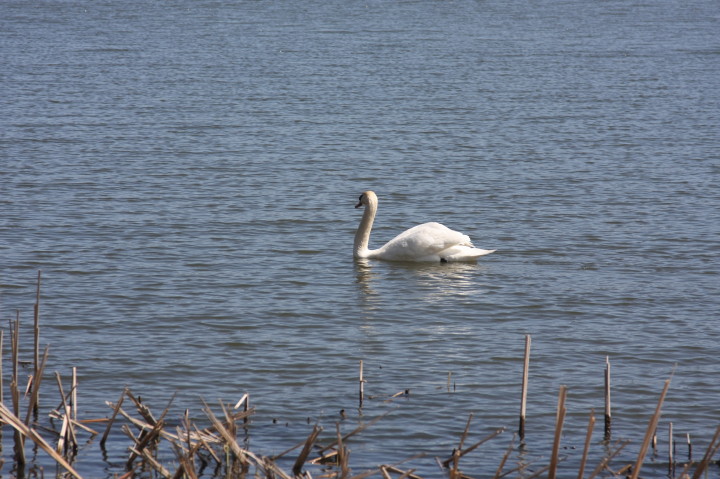 Swans on Irondequoit Bay | Fri, 13 Apr 2012 11:29:09 AM Swans on Irondequoit Bay | Fri, 13 Apr 2012 11:29:09 AM