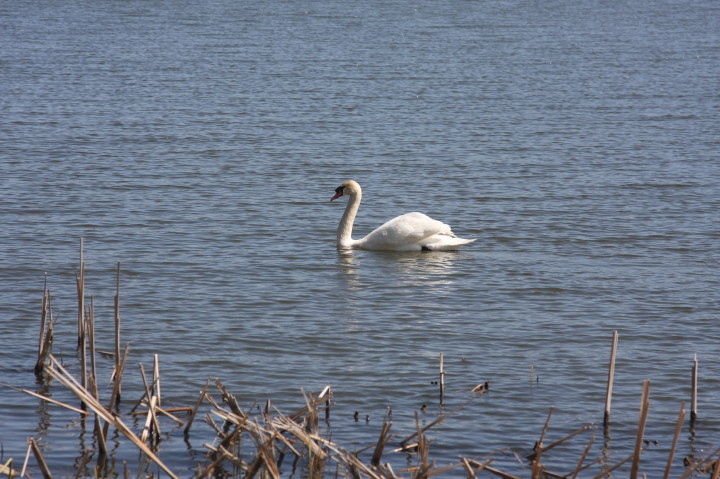 Swans on Irondequoit Bay | Fri, 13 Apr 2012 11:29:10 AM Swans on Irondequoit Bay | Fri, 13 Apr 2012 11:29:10 AM