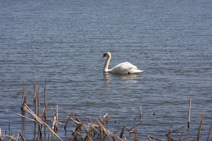 Swans on Irondequoit Bay | Fri, 13 Apr 2012 11:29:11 AM Swans on Irondequoit Bay | Fri, 13 Apr 2012 11:29:11 AM