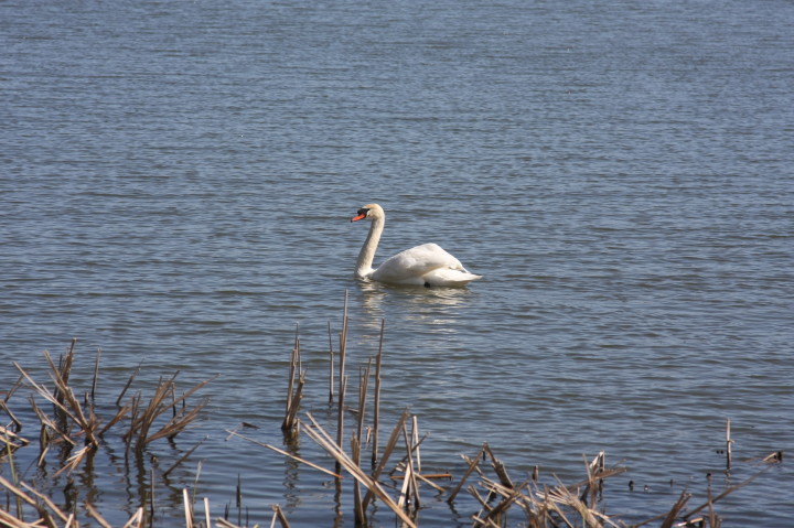 Swans on Irondequoit Bay | Fri, 13 Apr 2012 11:29:15 AM Swans on Irondequoit Bay | Fri, 13 Apr 2012 11:29:15 AM