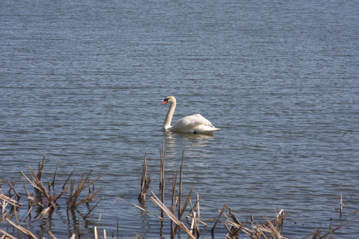 Swans on Irondequoit Bay | Fri, 13 Apr 2012 11:29:15 AM Swans on Irondequoit Bay | Fri, 13 Apr 2012 11:29:15 AM