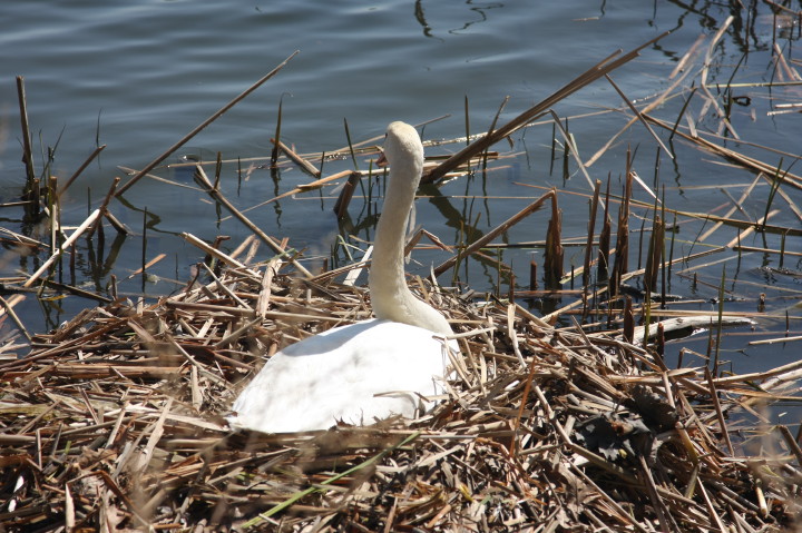 Swans on Irondequoit Bay | Fri, 13 Apr 2012 11:31:59 AM Swans on Irondequoit Bay | Fri, 13 Apr 2012 11:31:59 AM