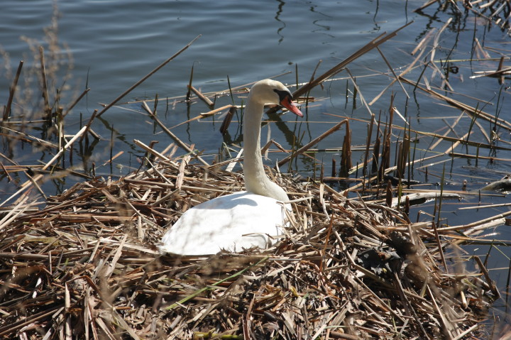 Swans on Irondequoit Bay | Fri, 13 Apr 2012 11:32:02 AM Swans on Irondequoit Bay | Fri, 13 Apr 2012 11:32:02 AM