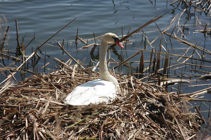 Swans on Irondequoit Bay | Fri, 13 Apr 2012 11:32:02 AM Swans on Irondequoit Bay | Fri, 13 Apr 2012 11:32:02 AM