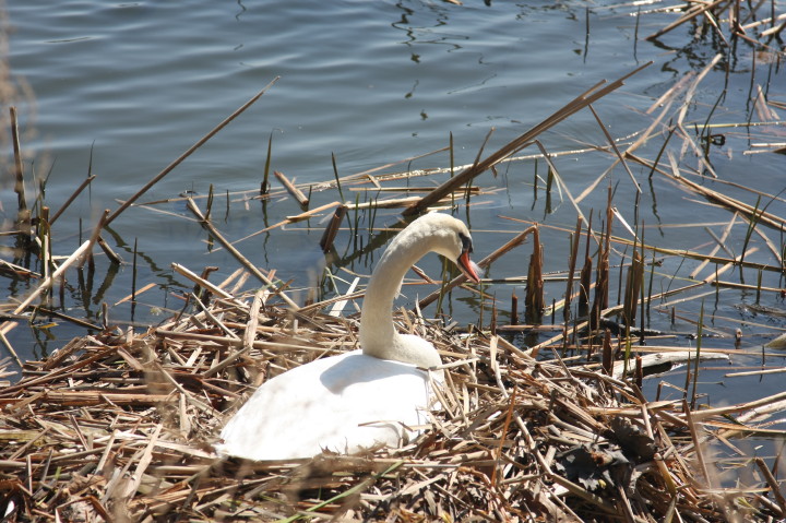 Swans on Irondequoit Bay | Fri, 13 Apr 2012 11:32:10 AM Swans on Irondequoit Bay | Fri, 13 Apr 2012 11:32:10 AM