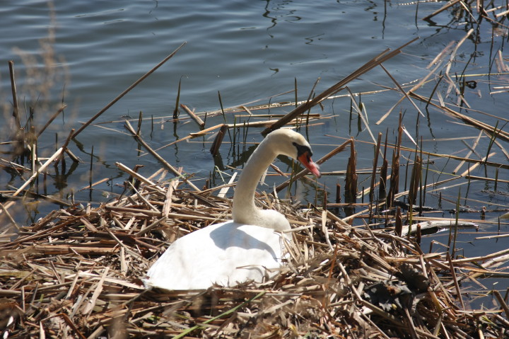 Swans on Irondequoit Bay | Fri, 13 Apr 2012 11:32:14 AM Swans on Irondequoit Bay | Fri, 13 Apr 2012 11:32:14 AM