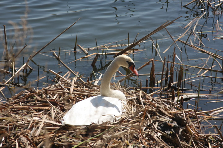 Swans on Irondequoit Bay | Fri, 13 Apr 2012 11:32:14 AM Swans on Irondequoit Bay | Fri, 13 Apr 2012 11:32:14 AM