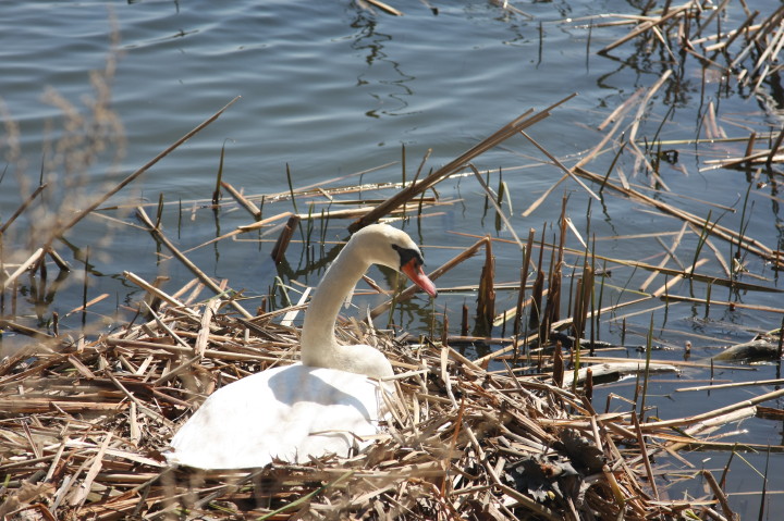 Swans on Irondequoit Bay | Fri, 13 Apr 2012 11:32:18 AM Swans on Irondequoit Bay | Fri, 13 Apr 2012 11:32:18 AM