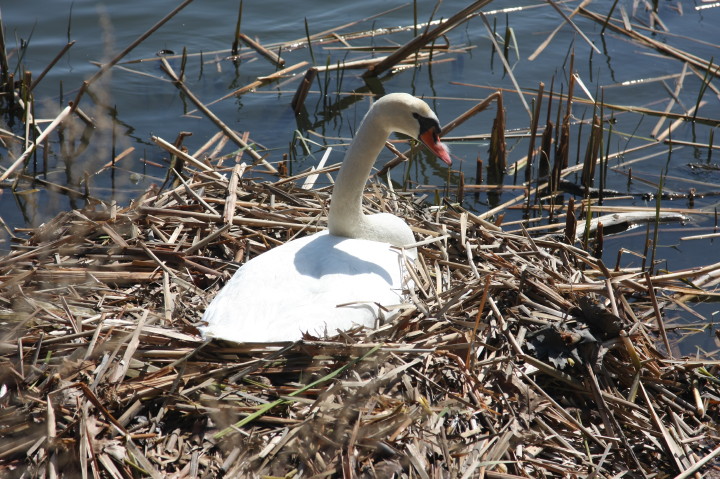Swans on Irondequoit Bay | Fri, 13 Apr 2012 11:32:28 AM Swans on Irondequoit Bay | Fri, 13 Apr 2012 11:32:28 AM