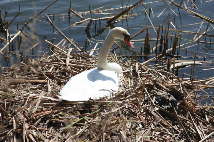 Swans on Irondequoit Bay | Fri, 13 Apr 2012 11:32:28 AM Swans on Irondequoit Bay | Fri, 13 Apr 2012 11:32:28 AM