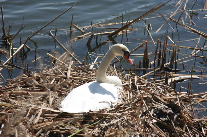 Swans on Irondequoit Bay | Fri, 13 Apr 2012 11:32:30 AM Swans on Irondequoit Bay | Fri, 13 Apr 2012 11:32:30 AM