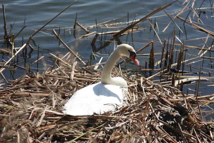 Swans on Irondequoit Bay | Fri, 13 Apr 2012 11:32:30 AM Swans on Irondequoit Bay | Fri, 13 Apr 2012 11:32:30 AM