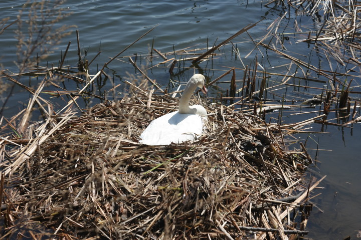 Swans on Irondequoit Bay | Fri, 13 Apr 2012 11:32:38 AM Swans on Irondequoit Bay | Fri, 13 Apr 2012 11:32:38 AM