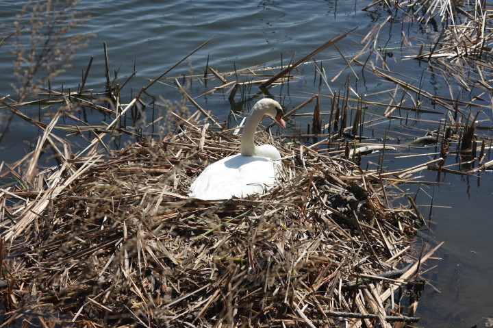 Swans on Irondequoit Bay | Fri, 13 Apr 2012 11:32:38 AM Swans on Irondequoit Bay | Fri, 13 Apr 2012 11:32:38 AM