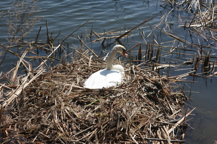 Swans on Irondequoit Bay | Fri, 13 Apr 2012 11:32:39 AM Swans on Irondequoit Bay | Fri, 13 Apr 2012 11:32:39 AM