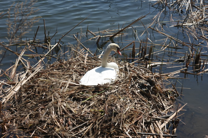 Swans on Irondequoit Bay | Fri, 13 Apr 2012 11:32:39 AM Swans on Irondequoit Bay | Fri, 13 Apr 2012 11:32:39 AM
