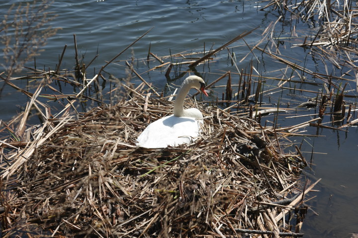 Swans on Irondequoit Bay | Fri, 13 Apr 2012 11:32:40 AM Swans on Irondequoit Bay | Fri, 13 Apr 2012 11:32:40 AM