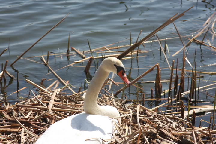 Swans on Irondequoit Bay | Fri, 13 Apr 2012 11:32:55 AM Swans on Irondequoit Bay | Fri, 13 Apr 2012 11:32:55 AM