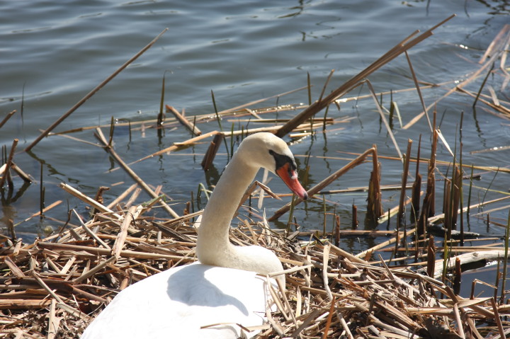 Swans on Irondequoit Bay | Fri, 13 Apr 2012 11:32:55 AM Swans on Irondequoit Bay | Fri, 13 Apr 2012 11:32:55 AM