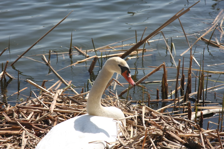 Swans on Irondequoit Bay | Fri, 13 Apr 2012 11:32:55 AM Swans on Irondequoit Bay | Fri, 13 Apr 2012 11:32:55 AM