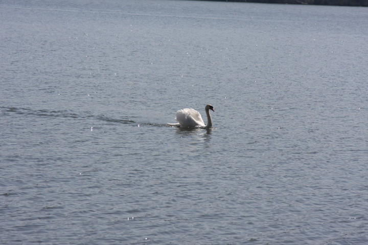 Swans on Irondequoit Bay | Fri, 13 Apr 2012 11:33:42 AM Swans on Irondequoit Bay | Fri, 13 Apr 2012 11:33:42 AM