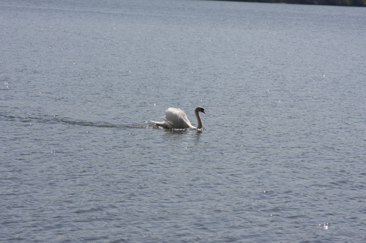 Swans on Irondequoit Bay | Fri, 13 Apr 2012 11:33:44 AM Swans on Irondequoit Bay | Fri, 13 Apr 2012 11:33:44 AM