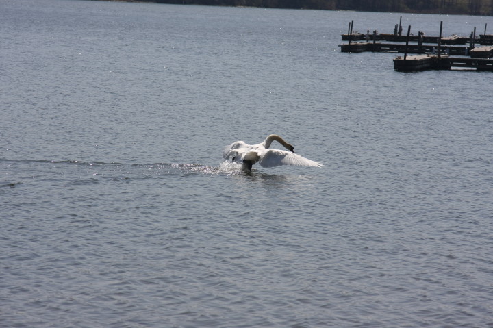Swans on Irondequoit Bay | Fri, 13 Apr 2012 11:33:52 AM Swans on Irondequoit Bay | Fri, 13 Apr 2012 11:33:52 AM