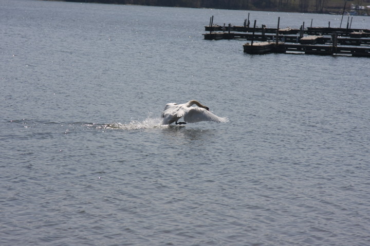 Swans on Irondequoit Bay | Fri, 13 Apr 2012 11:33:52 AM Swans on Irondequoit Bay | Fri, 13 Apr 2012 11:33:52 AM