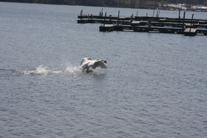 Swans on Irondequoit Bay | Fri, 13 Apr 2012 11:33:52 AM Swans on Irondequoit Bay | Fri, 13 Apr 2012 11:33:52 AM