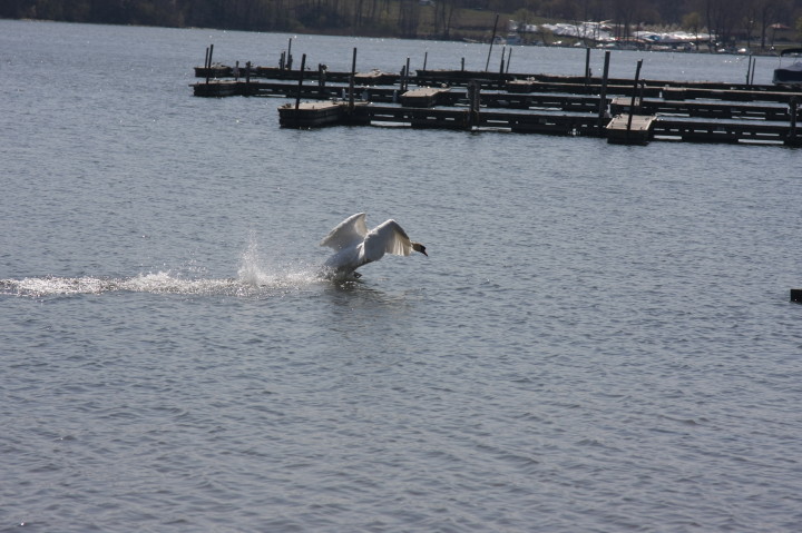 Swans on Irondequoit Bay | Fri, 13 Apr 2012 11:33:53 AM Swans on Irondequoit Bay | Fri, 13 Apr 2012 11:33:53 AM