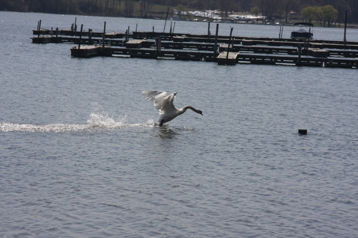 Swans on Irondequoit Bay | Fri, 13 Apr 2012 11:33:53 AM Swans on Irondequoit Bay | Fri, 13 Apr 2012 11:33:53 AM