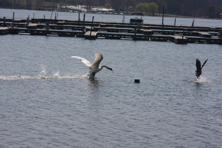 Swans on Irondequoit Bay | Fri, 13 Apr 2012 11:33:53 AM Swans on Irondequoit Bay | Fri, 13 Apr 2012 11:33:53 AM