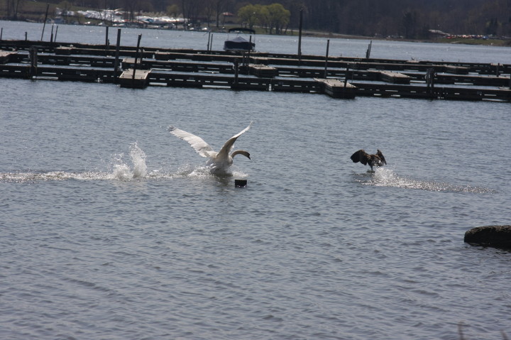 Swans on Irondequoit Bay | Fri, 13 Apr 2012 11:33:54 AM Swans on Irondequoit Bay | Fri, 13 Apr 2012 11:33:54 AM