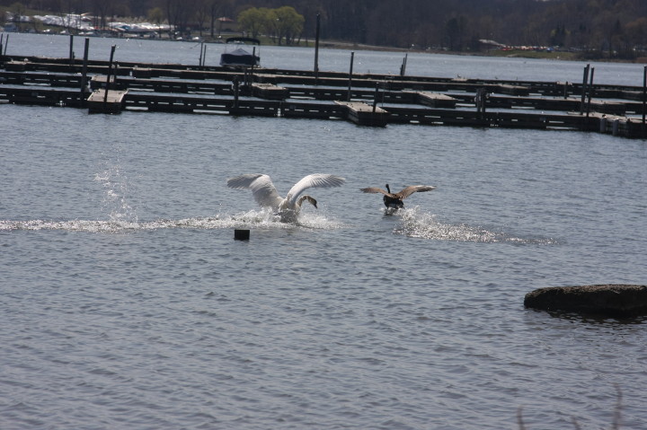Swans on Irondequoit Bay | Fri, 13 Apr 2012 11:33:54 AM Swans on Irondequoit Bay | Fri, 13 Apr 2012 11:33:54 AM