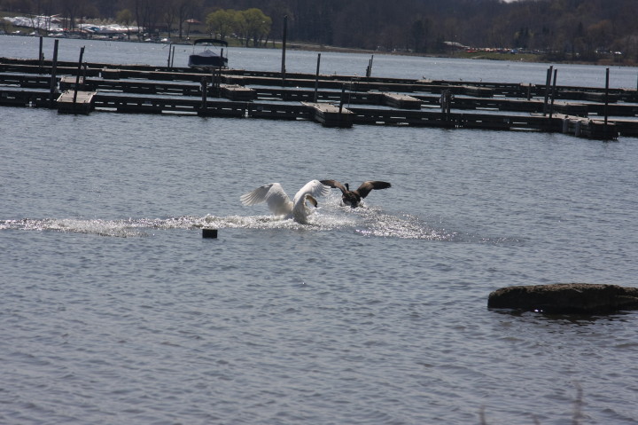 Swans on Irondequoit Bay | Fri, 13 Apr 2012 11:33:54 AM Swans on Irondequoit Bay | Fri, 13 Apr 2012 11:33:54 AM