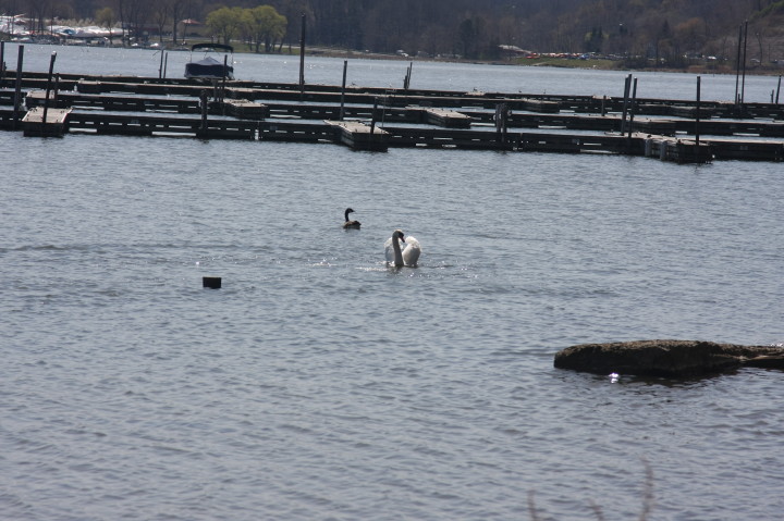 Swans on Irondequoit Bay | Fri, 13 Apr 2012 11:34:01 AM Swans on Irondequoit Bay | Fri, 13 Apr 2012 11:34:01 AM