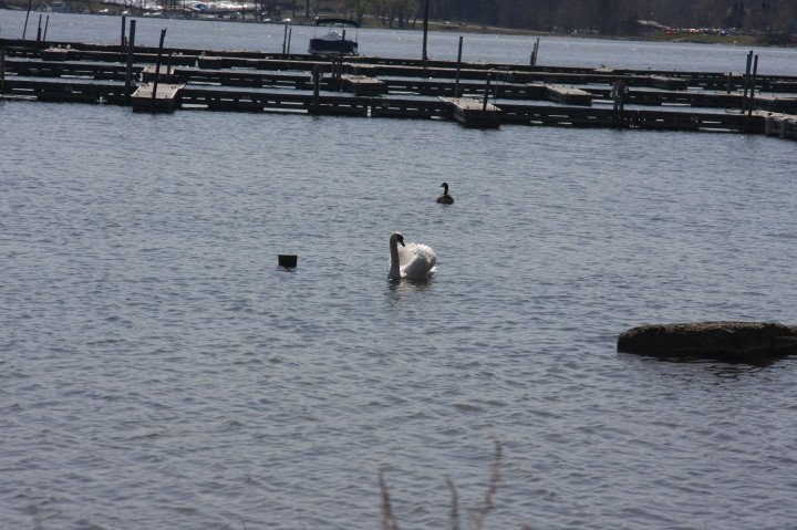 Swans on Irondequoit Bay | Fri, 13 Apr 2012 11:34:15 AM Swans on Irondequoit Bay | Fri, 13 Apr 2012 11:34:15 AM