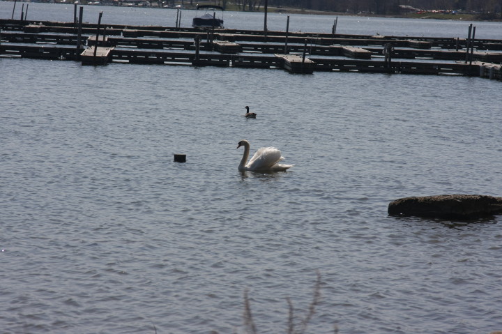 Swans on Irondequoit Bay | Fri, 13 Apr 2012 11:34:21 AM Swans on Irondequoit Bay | Fri, 13 Apr 2012 11:34:21 AM