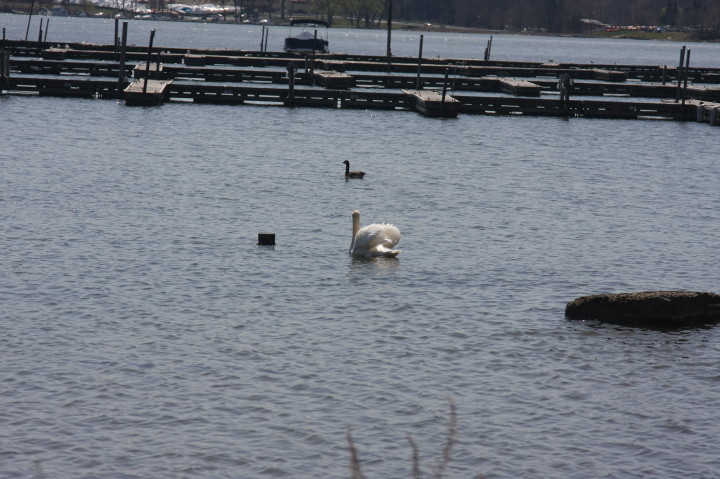 Swans on Irondequoit Bay | Fri, 13 Apr 2012 11:34:24 AM Swans on Irondequoit Bay | Fri, 13 Apr 2012 11:34:24 AM